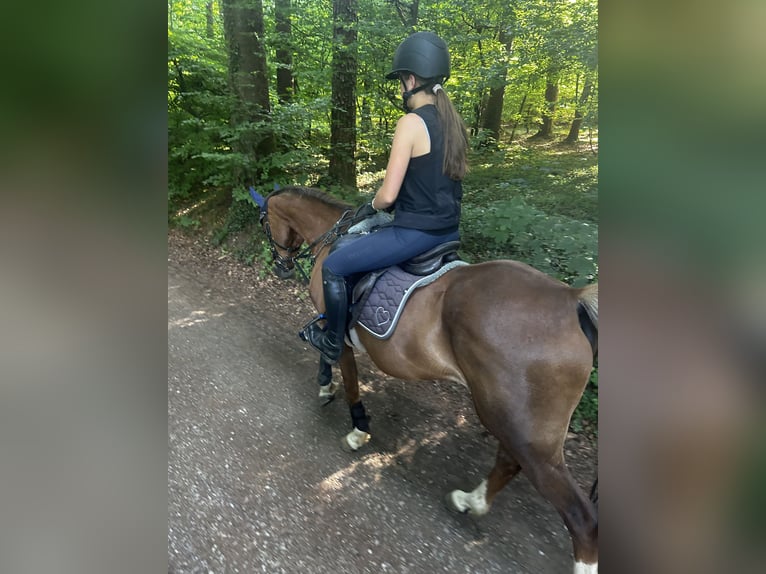 Pony tedesco Castrone 11 Anni 155 cm Sauro in Tettnang