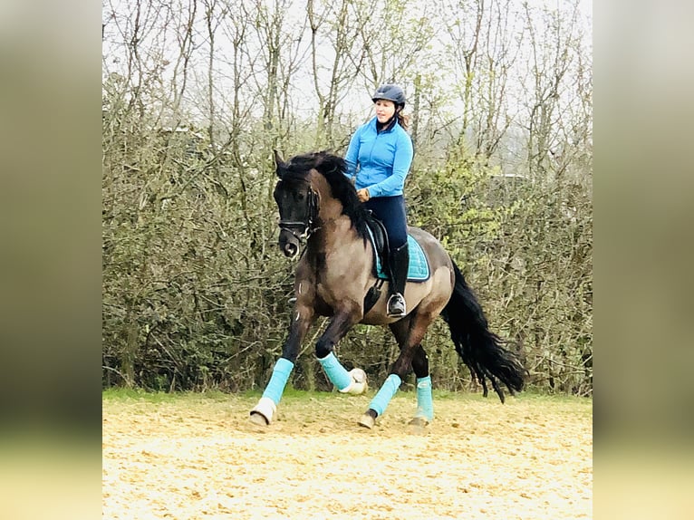Pony tedesco Castrone 11 Anni 160 cm Morello in Viersen