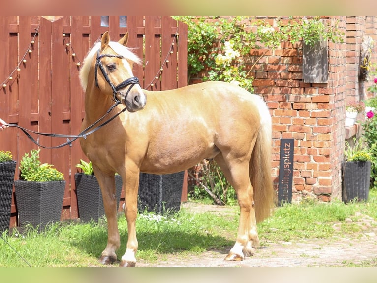 Pony tedesco Mix Castrone 12 Anni 135 cm Palomino in Groß TwülpstedtVolkmarsdorf