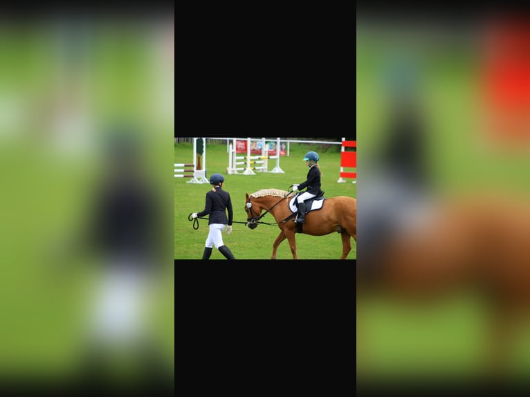 Pony tedesco Mix Castrone 12 Anni 135 cm Palomino in Groß TwülpstedtVolkmarsdorf