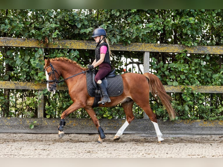 Pony tedesco Castrone 12 Anni 137 cm Sauro in Grebenhain