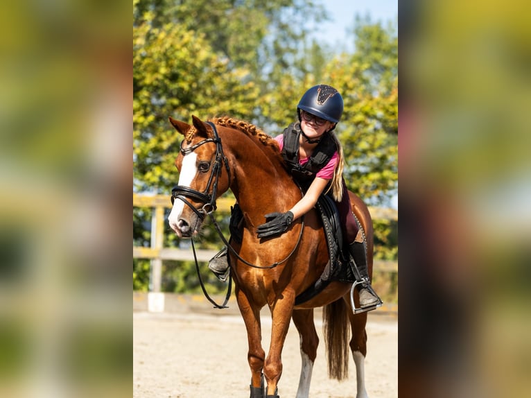 Pony tedesco Castrone 12 Anni 137 cm Sauro in Grebenhain