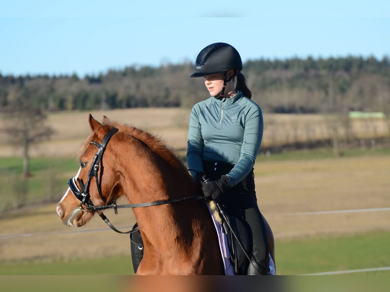 Pony tedesco Castrone 12 Anni 137 cm Sauro in Grebenhain