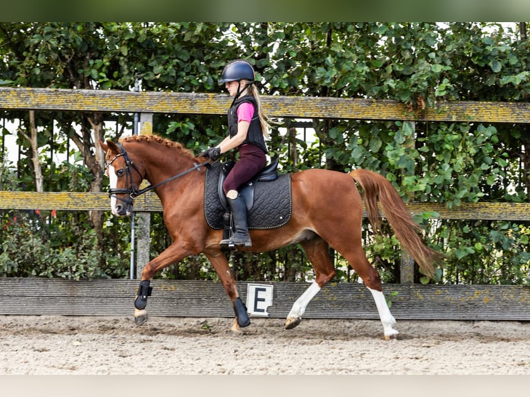 Pony tedesco Castrone 12 Anni 137 cm Sauro in Grebenhain