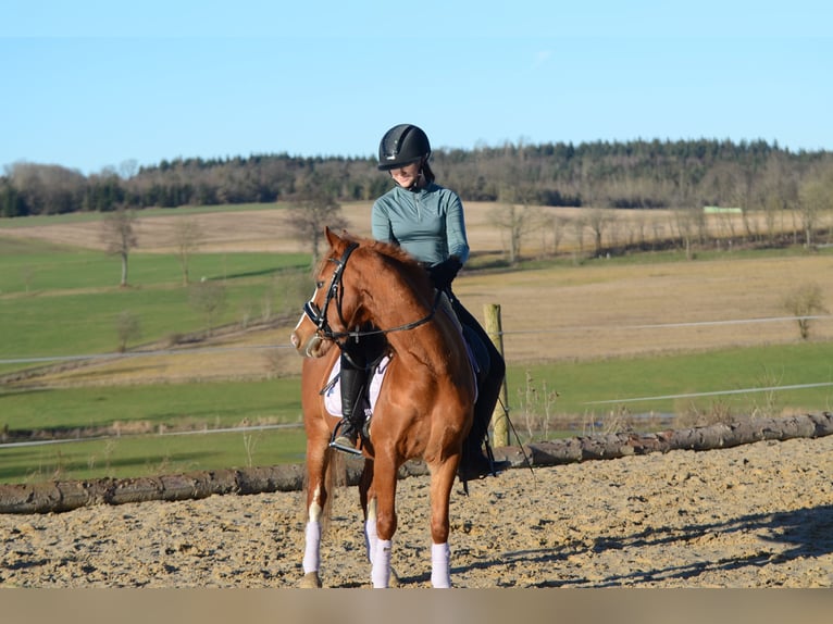 Pony tedesco Castrone 12 Anni 137 cm Sauro in Grebenhain