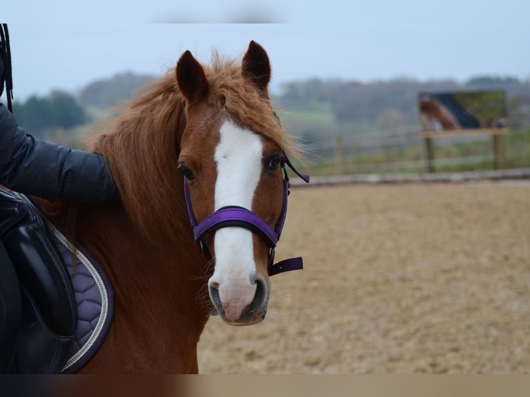 Pony tedesco Mix Castrone 12 Anni 137 cm Sauro in Grebenhain