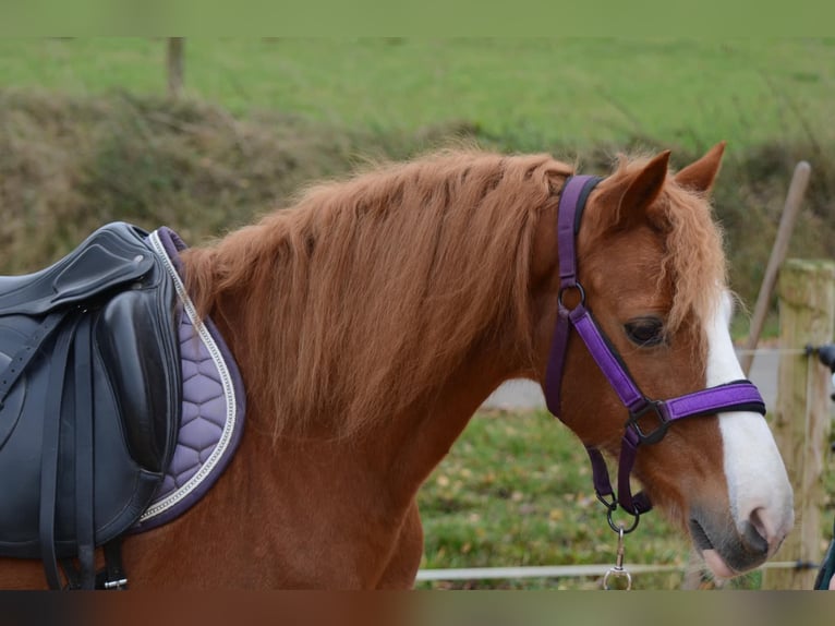 Pony tedesco Mix Castrone 12 Anni 137 cm Sauro in Grebenhain