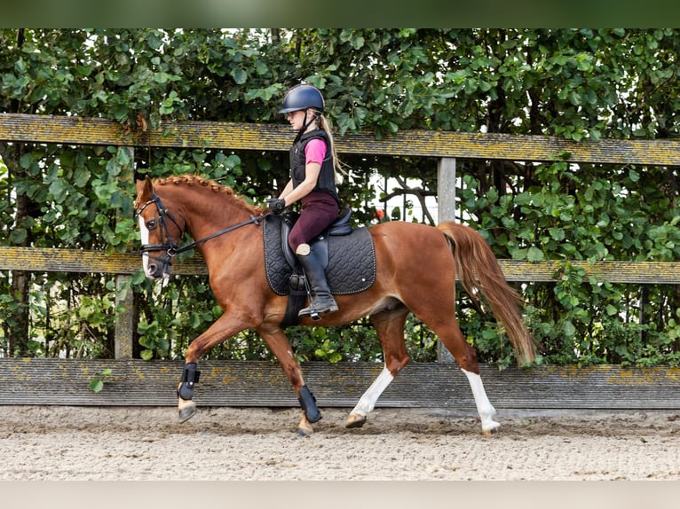 Pony tedesco Mix Castrone 12 Anni 137 cm Sauro in Grebenhain