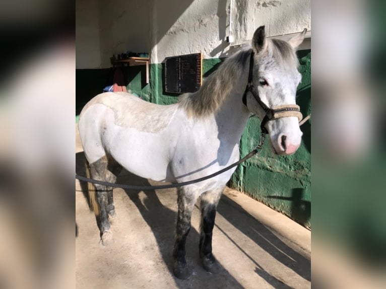 Pony tedesco Castrone 12 Anni 143 cm Grigio in Neuruppin