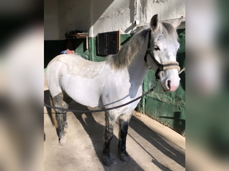 Pony tedesco Castrone 12 Anni 143 cm Grigio in Neuruppin