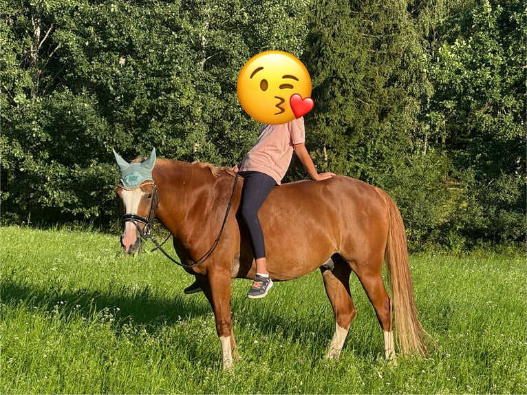 Pony tedesco Castrone 12 Anni 143 cm Sauro in Straubing