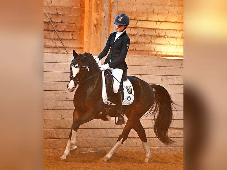 Pony tedesco Castrone 12 Anni 144 cm Baio scuro in München