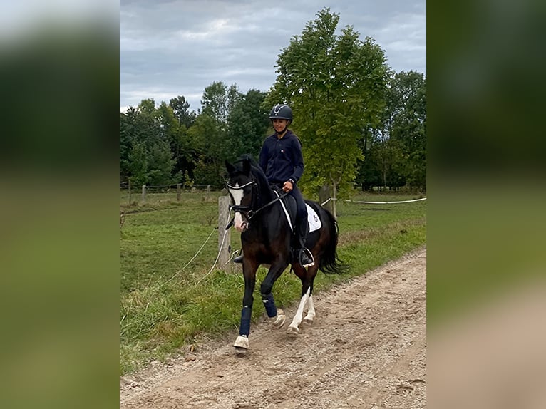 Pony tedesco Castrone 12 Anni 144 cm Baio scuro in München