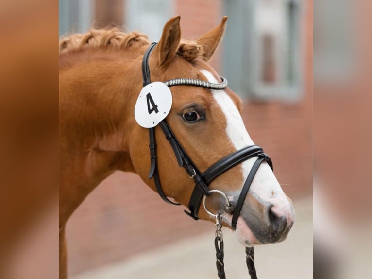 Pony tedesco Castrone 12 Anni 144 cm Sauro in Palestrina