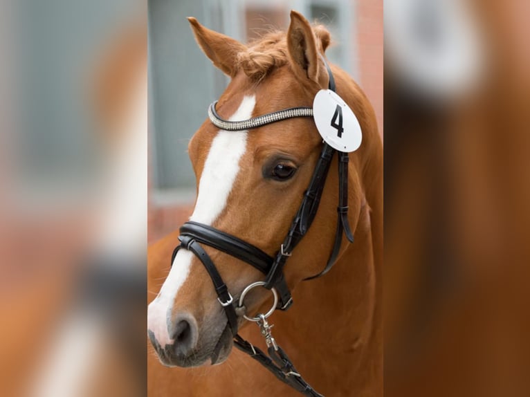 Pony tedesco Castrone 12 Anni 144 cm Sauro in Palestrina