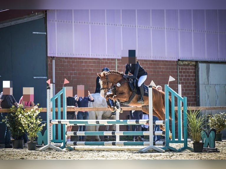 Pony tedesco Castrone 12 Anni 144 cm Sauro in Bissendorf