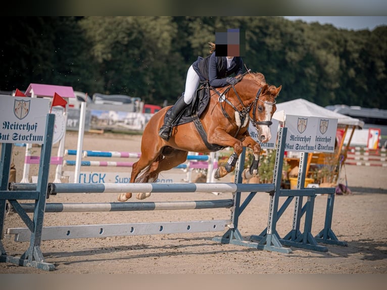Pony tedesco Castrone 12 Anni 144 cm Sauro in Bissendorf