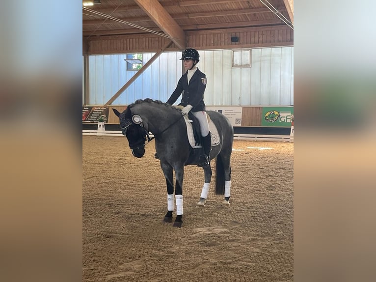 Pony tedesco Castrone 12 Anni 145 cm Grigio ferro in Ergoldsbach