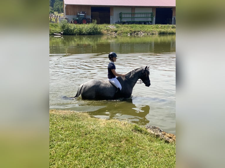 Pony tedesco Castrone 12 Anni 145 cm Grigio ferro in Ergoldsbach