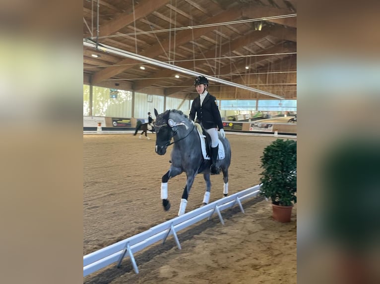 Pony tedesco Castrone 12 Anni 145 cm Grigio ferro in Ergoldsbach