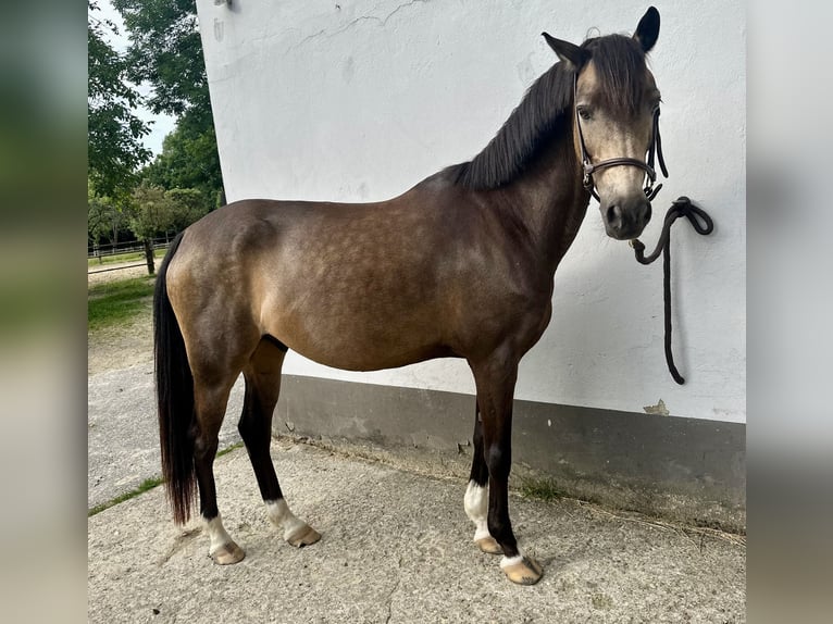 Pony tedesco Castrone 12 Anni 145 cm Pelle di daino in Essen