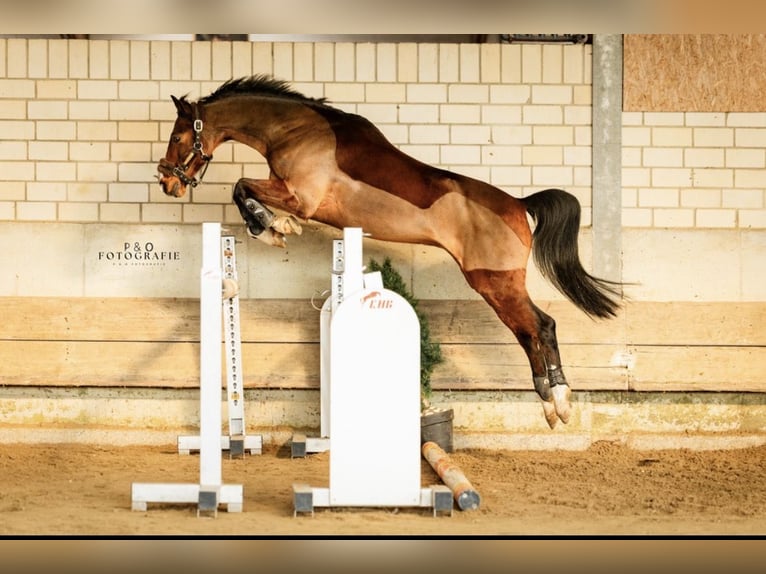 Pony tedesco Castrone 12 Anni 146 cm Baio in Olfen