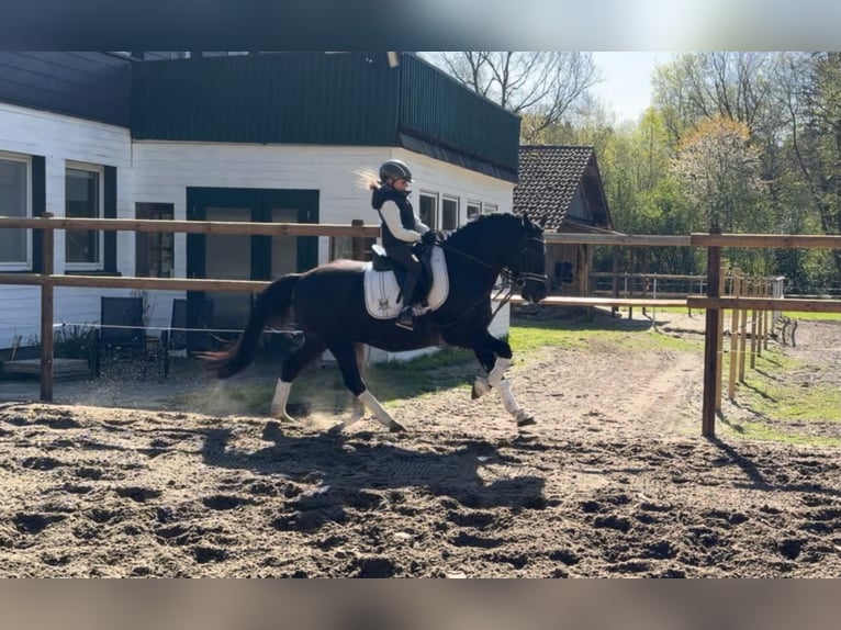 Pony tedesco Castrone 12 Anni 146 cm Morello in Alfstedt