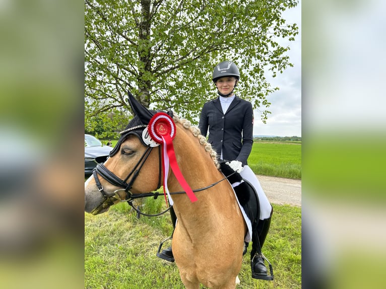 Pony tedesco Castrone 12 Anni 146 cm Palomino in Memmingen