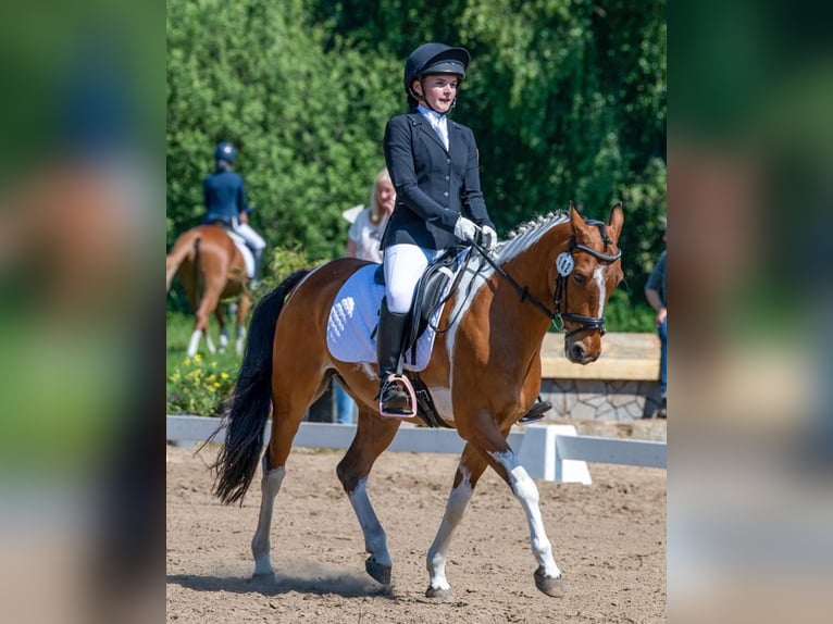 Pony tedesco Castrone 12 Anni 146 cm Pezzato in Rosengarten