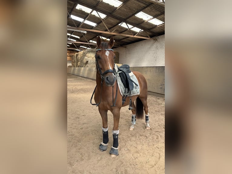 Pony tedesco Castrone 12 Anni 146 cm Sauro in Uetersen