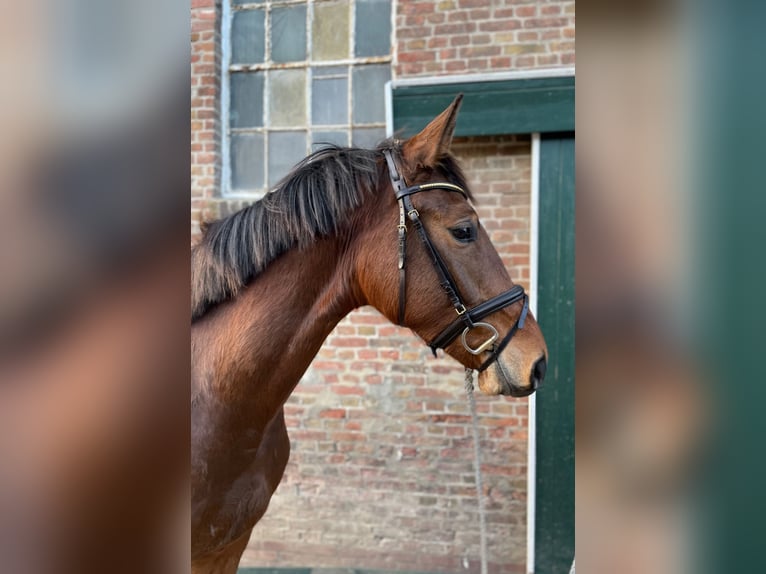 Pony tedesco Castrone 12 Anni 146 cm Sauro in Uetersen