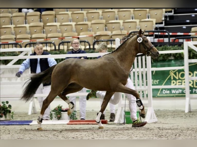Pony tedesco Castrone 12 Anni 146 cm Sauro in Uetersen