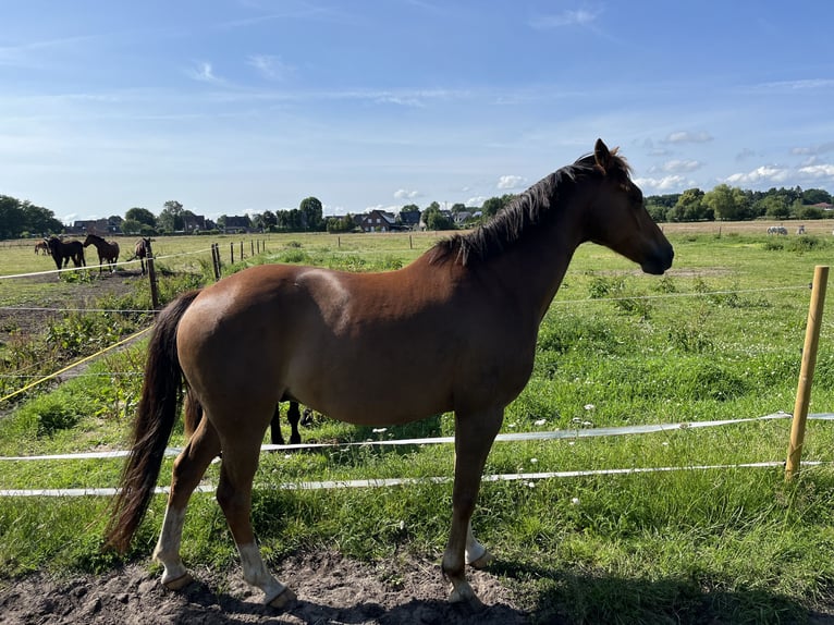 Pony tedesco Castrone 12 Anni 146 cm Sauro in Uetersen