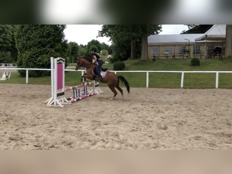 Pony tedesco Castrone 12 Anni 146 cm Sauro in Uetersen
