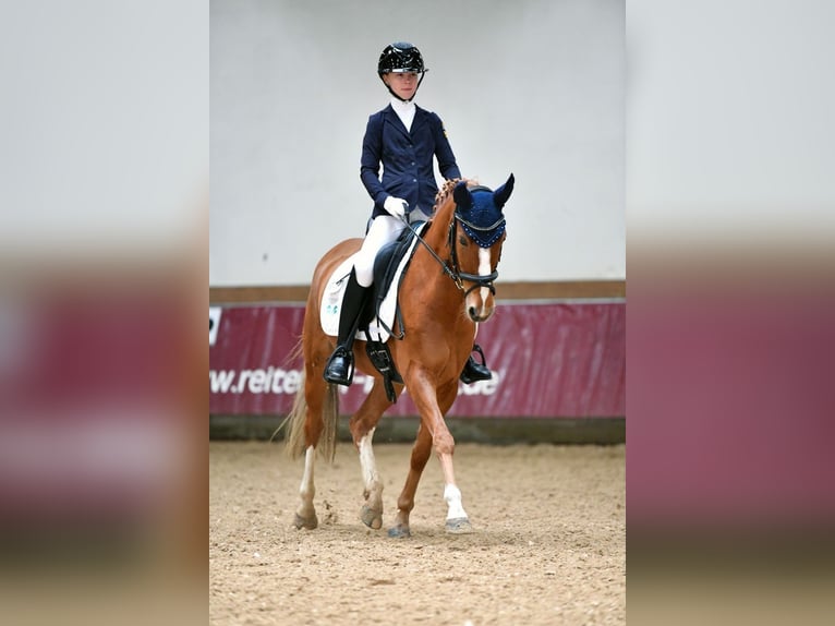 Pony tedesco Castrone 12 Anni 146 cm Sauro in Vierkirchen