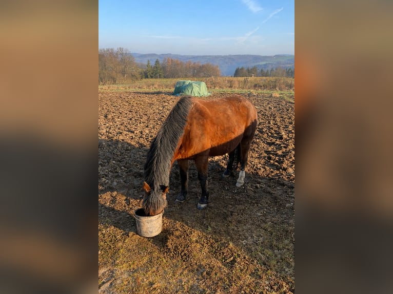 Pony tedesco Castrone 12 Anni 147 cm Baio scuro in Mömbris