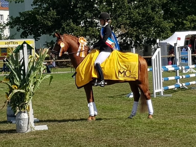 Pony tedesco Castrone 12 Anni 147 cm Sauro in Ganschow