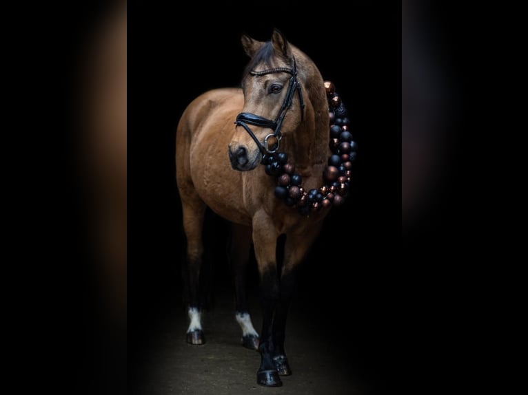 Pony tedesco Castrone 12 Anni 148 cm Falbo in Nieder-Olm