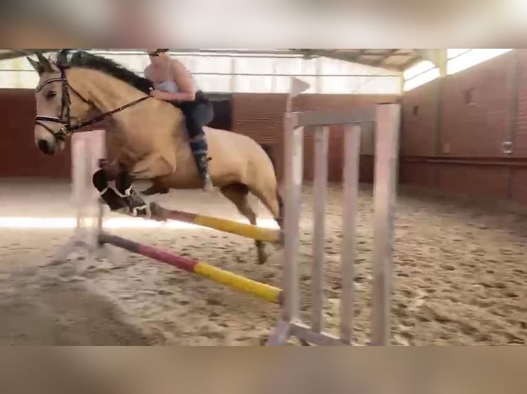 Pony tedesco Castrone 12 Anni 148 cm Falbo in Wathlingen