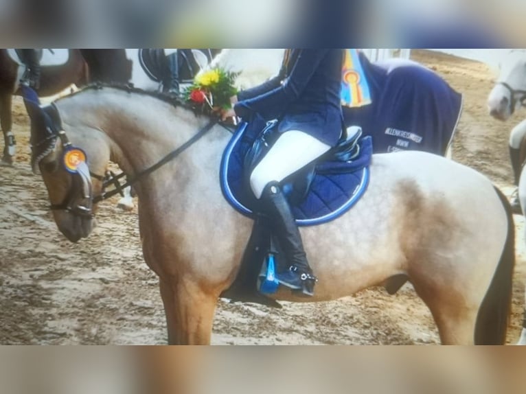 Pony tedesco Castrone 12 Anni 148 cm Falbo in Wathlingen