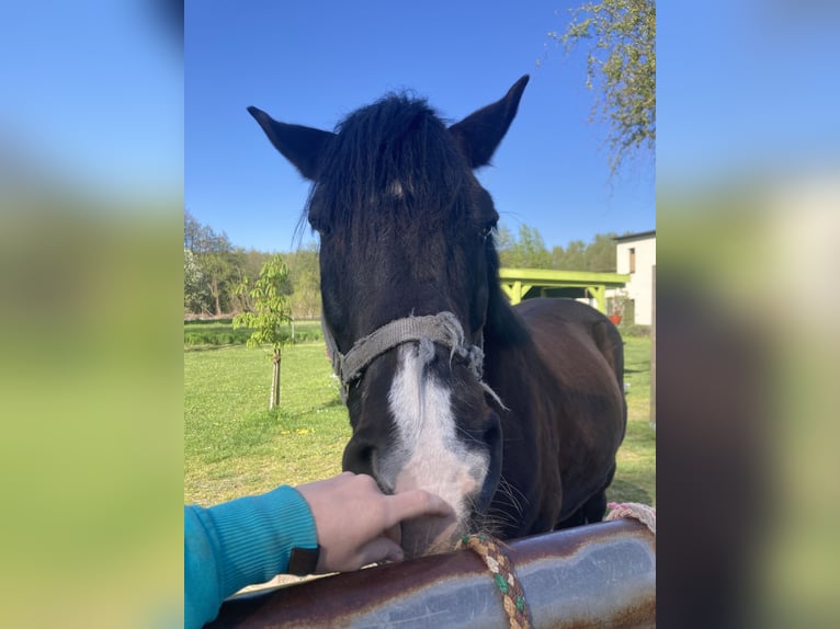 Pony tedesco Mix Castrone 12 Anni 148 cm Morello in Rangsdorf