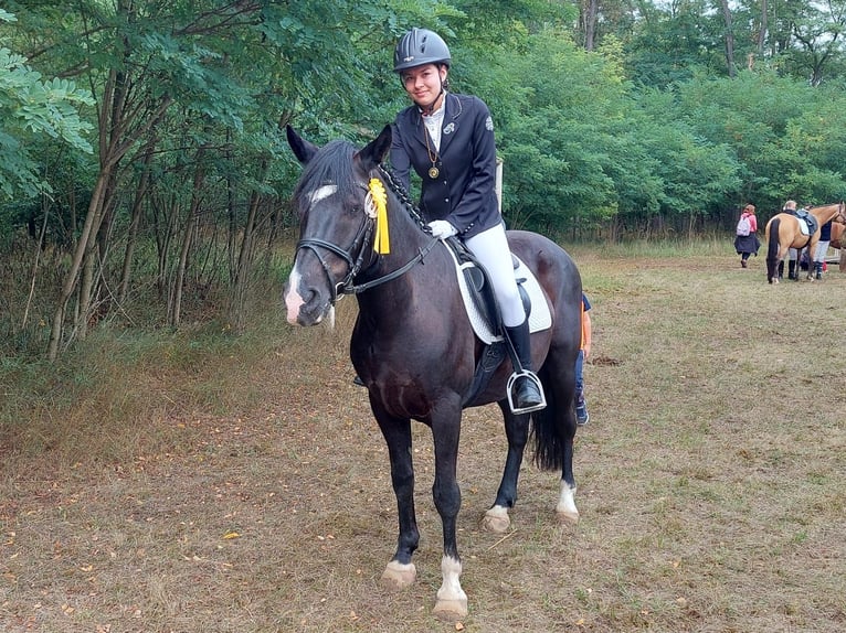 Pony tedesco Mix Castrone 12 Anni 148 cm Morello in Rangsdorf