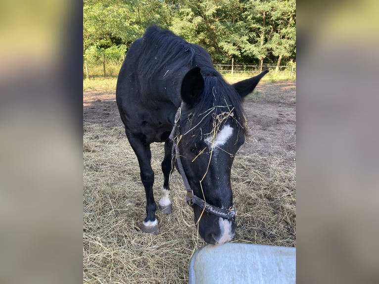 Pony tedesco Mix Castrone 12 Anni 148 cm Morello in Rangsdorf