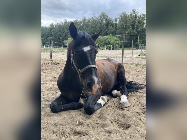 Pony tedesco Mix Castrone 12 Anni 148 cm Morello in Rangsdorf