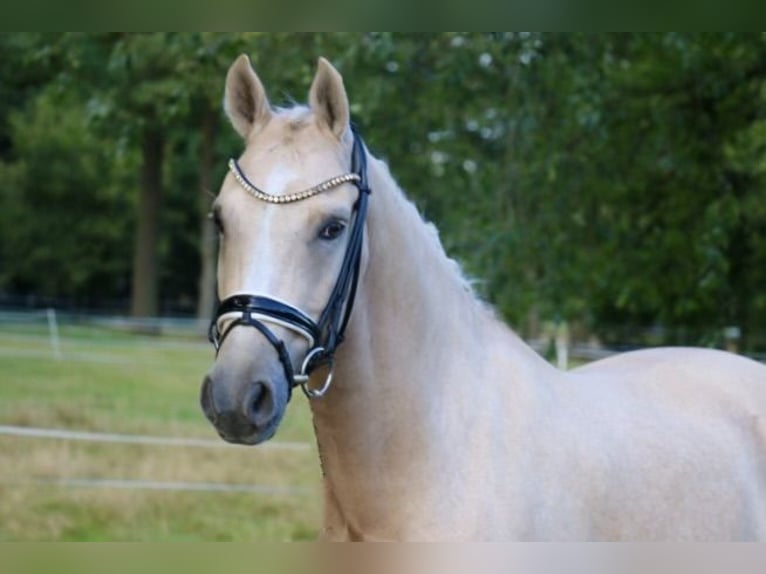 Pony tedesco Castrone 12 Anni 148 cm Palomino in Recke, bei Osnabrück