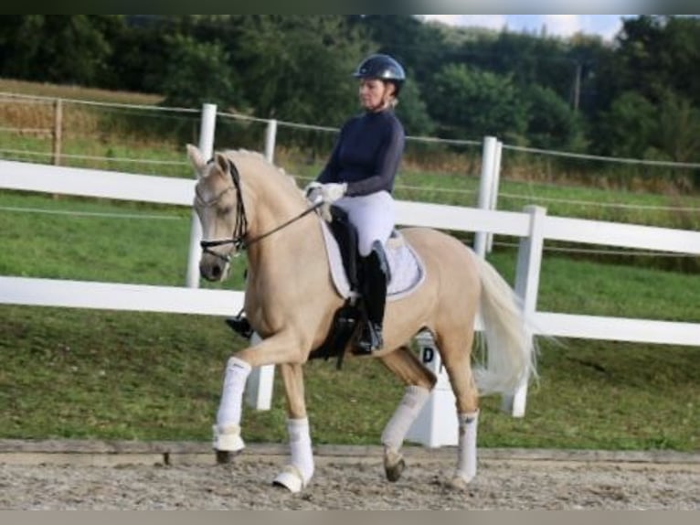 Pony tedesco Castrone 12 Anni 148 cm Palomino in Recke, bei Osnabrück