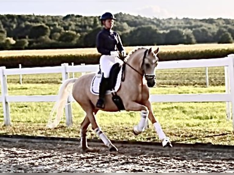 Pony tedesco Castrone 12 Anni 148 cm Palomino in Recke, bei Osnabrück