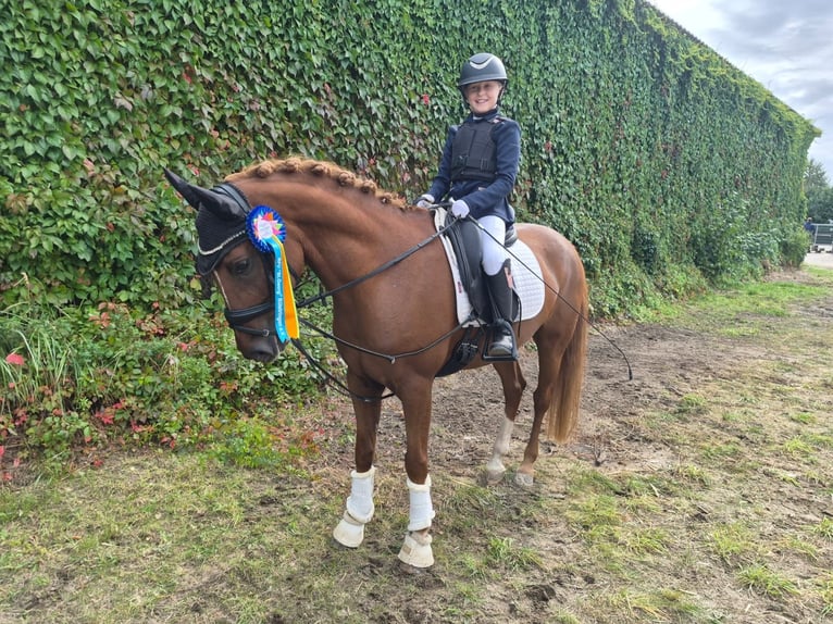 Pony tedesco Castrone 12 Anni 148 cm Sauro in Groß Twülpstedt