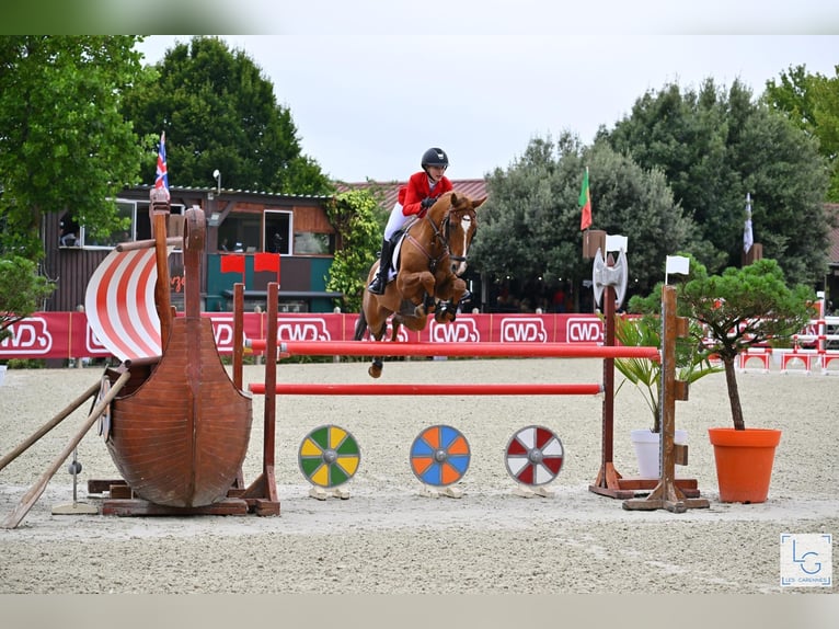 Pony tedesco Castrone 12 Anni 149 cm Sauro in Braunschweig