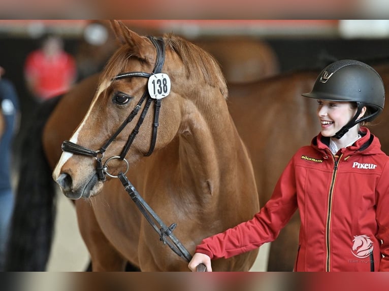 Pony tedesco Castrone 12 Anni 149 cm Sauro in Braunschweig